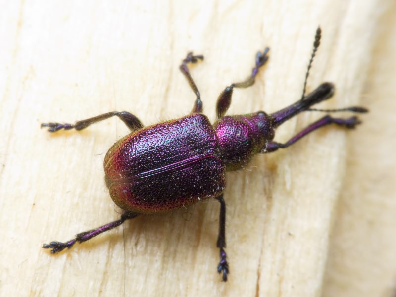 Rhynchites (Rhynchites) bacchus (Linnaeus, 1758)